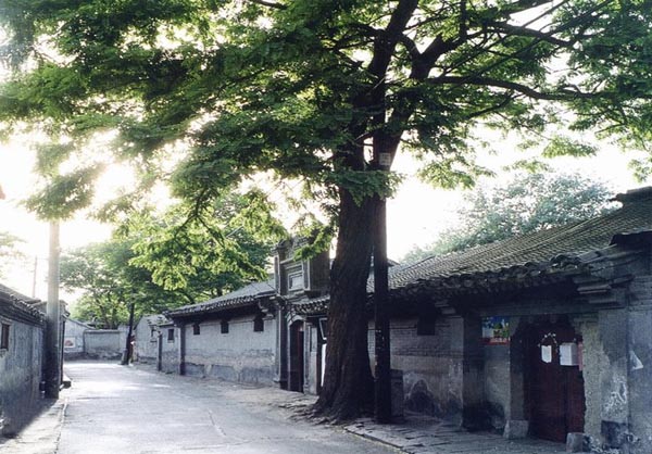 Beijing Hutongs Old Tree